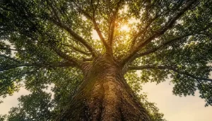 Looking up at an ancient tree with branches reaching in eight directions against a golden sunrise sky
