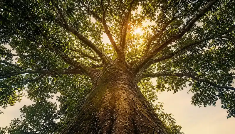 Looking up at an ancient tree with branches reaching in eight directions against a golden sunrise sky